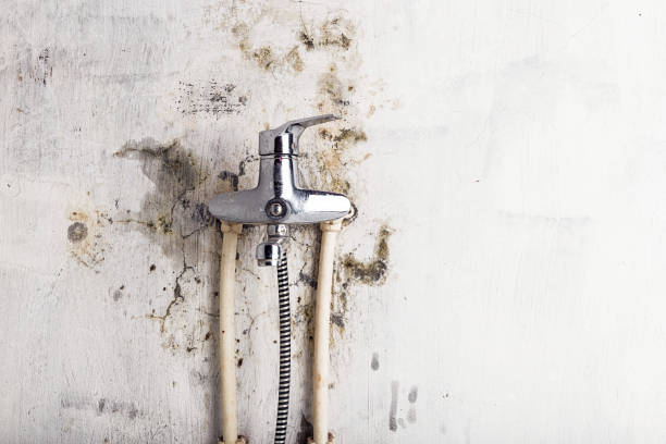 Best Commercial Mold Remediation in Spanish Lake, MO
