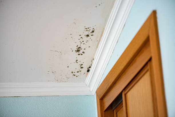Professional Mold Remediation in Spanish Lake, MO