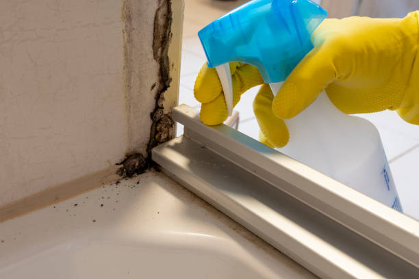 Best White Mold Remediation in Spanish Lake, MO