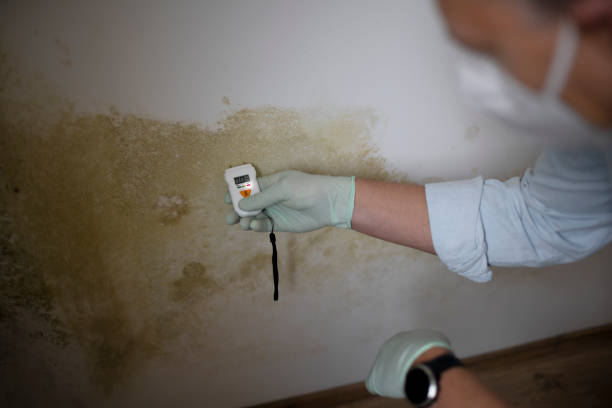 Best Black Mold Remediation in Spanish Lake, MO
