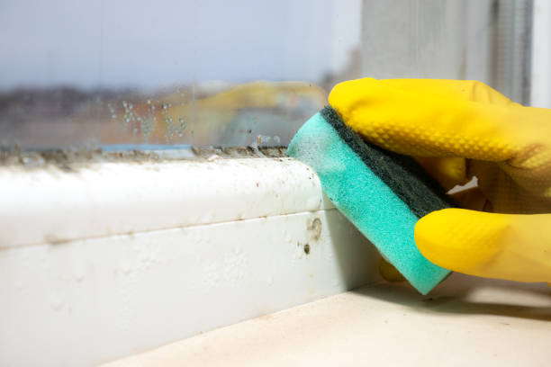 Best Residential Mold Remediation in Spanish Lake, MO