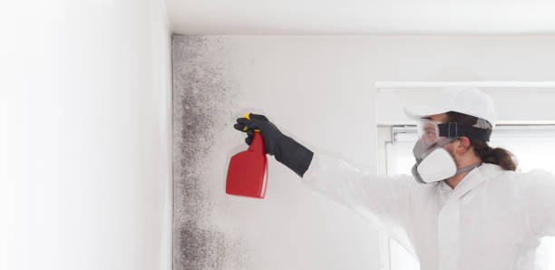 Best Black Mold Remediation in Spanish Lake, MO