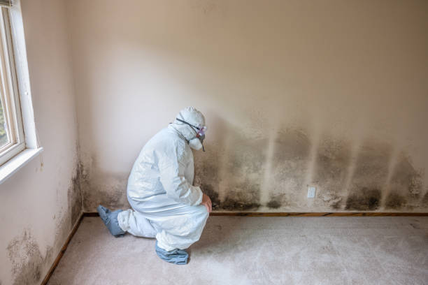 Best Industrial Mold Remediation in Spanish Lake, MO