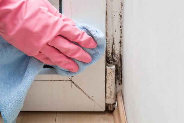 Best Basement Mold Remediation in Spanish Lake, MO