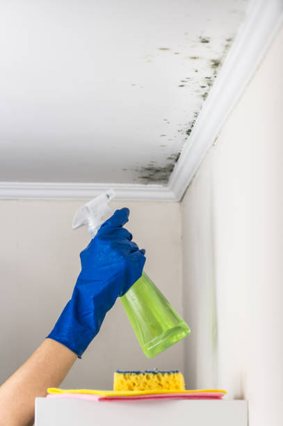 Best Health and Safety Mold Remediation in Spanish Lake, MO