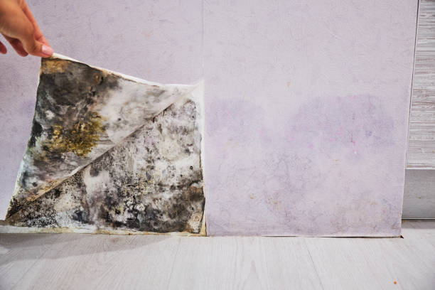 Best Insurance-Related Mold Remediation in Spanish Lake, MO